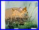 Bambi Discovers the Seasons Bambi Production Cel (Walt Disney, c. 1974)